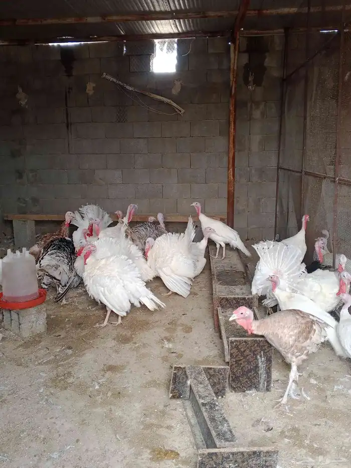 دجاج رومي للبيع 8