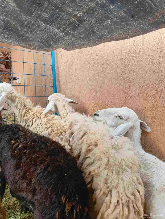 3 نعاج خلفات حري وسواكني 3