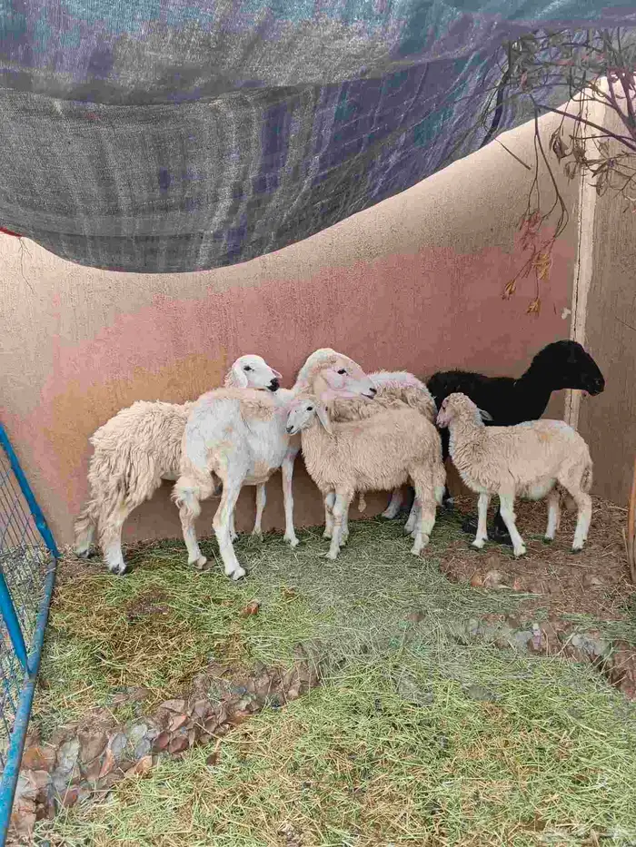 3 نعاج خلفات حري وسواكني 0