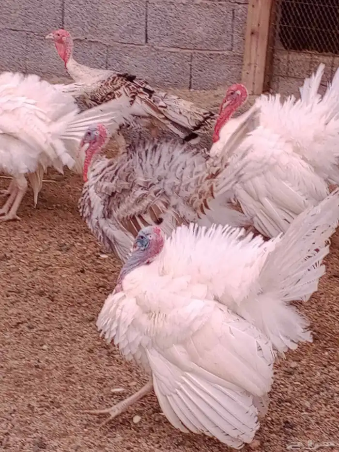 دجاج رومي للبيع 1