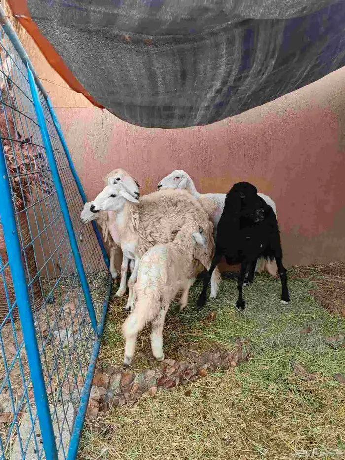 3 نعاج خلفات حري وسواكني 2