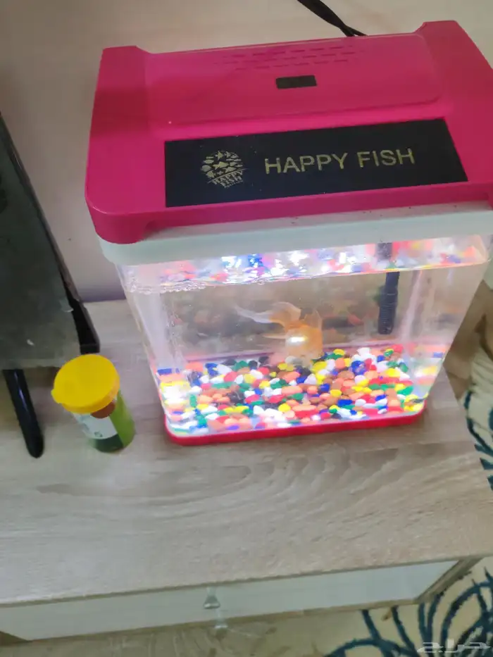 حوض سمك مع سمكة واحدة للبيع 1