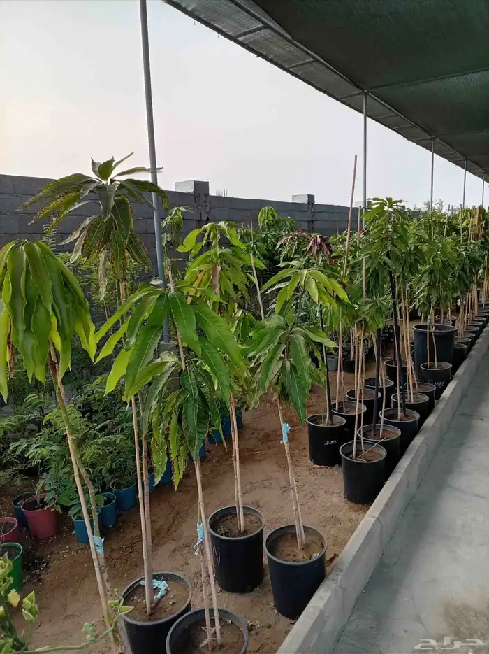 نخل للبيع جميع أنواعه 9