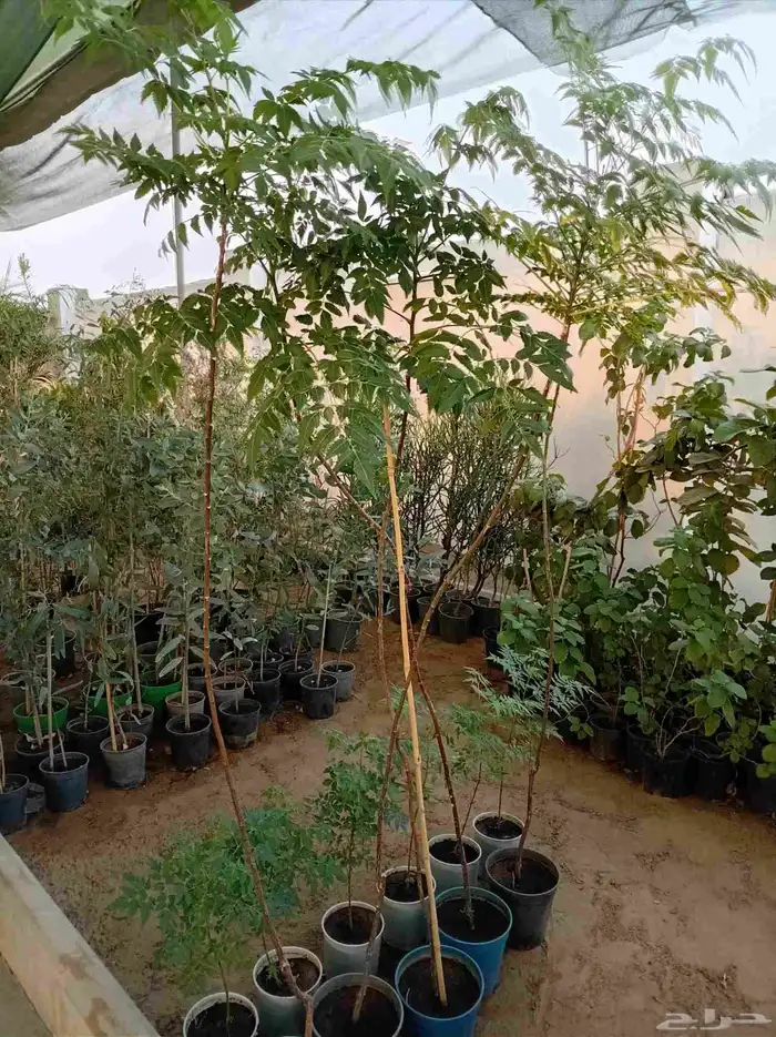 نخل للبيع جميع أنواعه 8