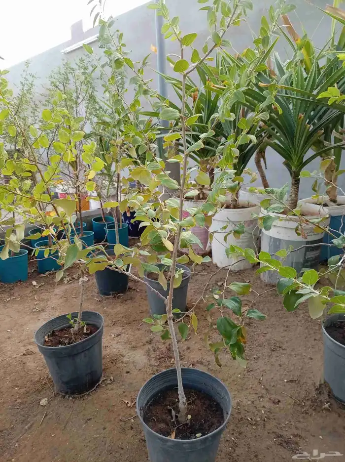 نخل للبيع جميع أنواعه 6