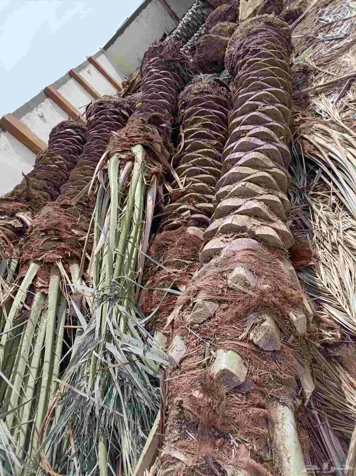 نخل للبيع جميع أنواعه 3