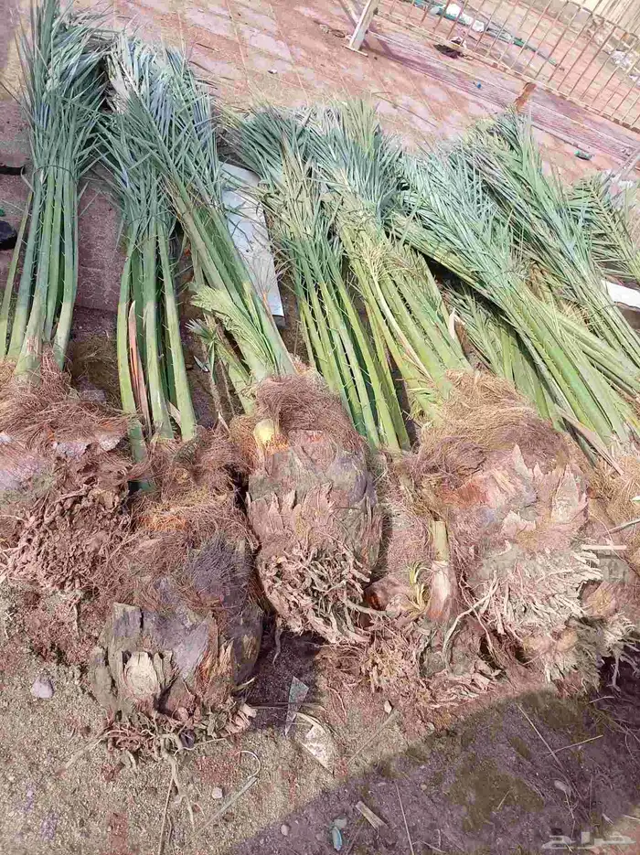 نخل للبيع جميع أنواعه 4