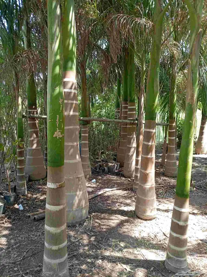 نخل للبيع جميع أنواعه 26