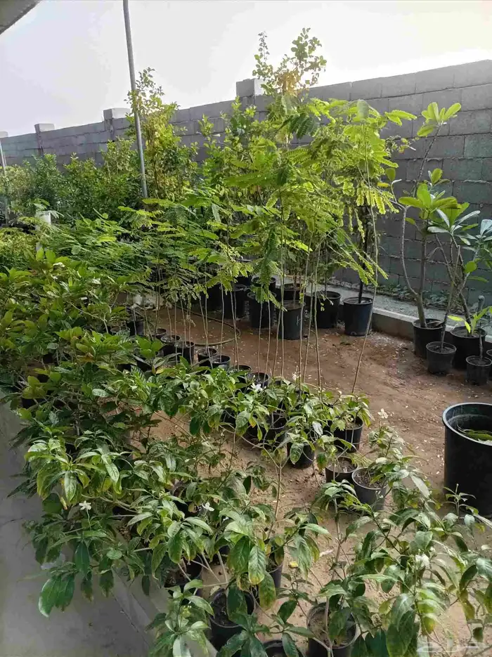 نخل للبيع جميع أنواعه 12