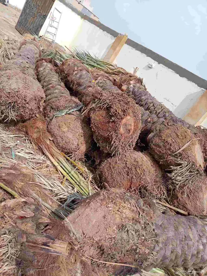 نخل للبيع جميع أنواعه 1