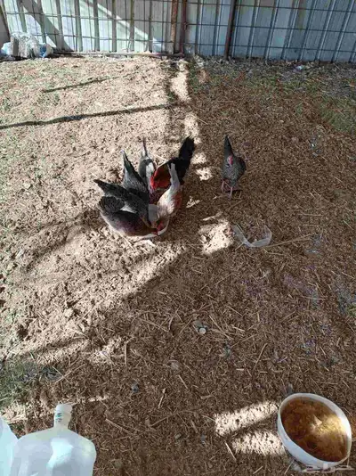 دجاج بلدي index