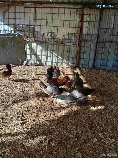 دجاج بلدي index