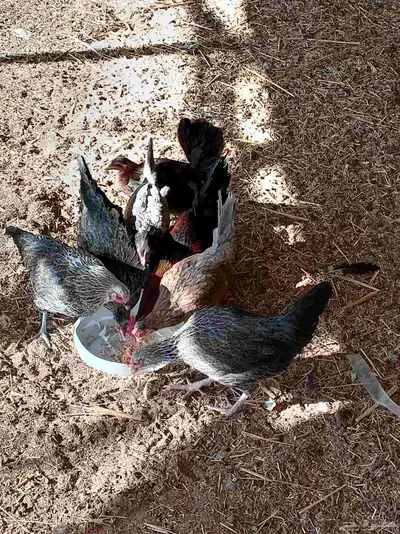 دجاج بلدي index