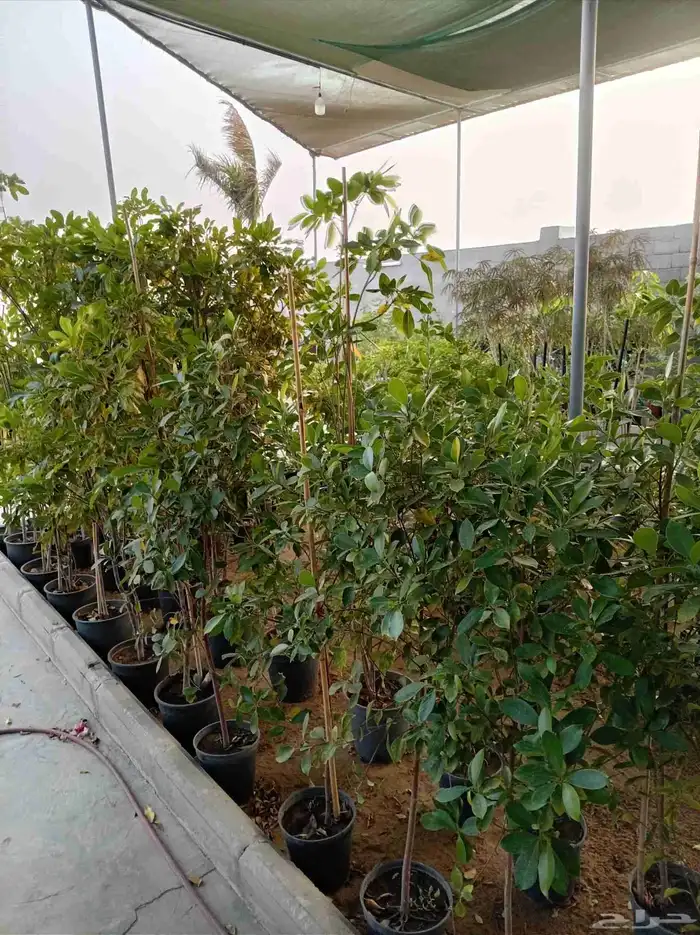 نخل للبيع جميع أنواعه 7