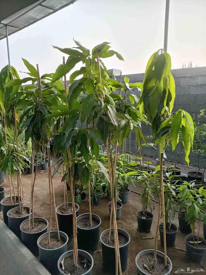 نخل للبيع جميع أنواعه 10