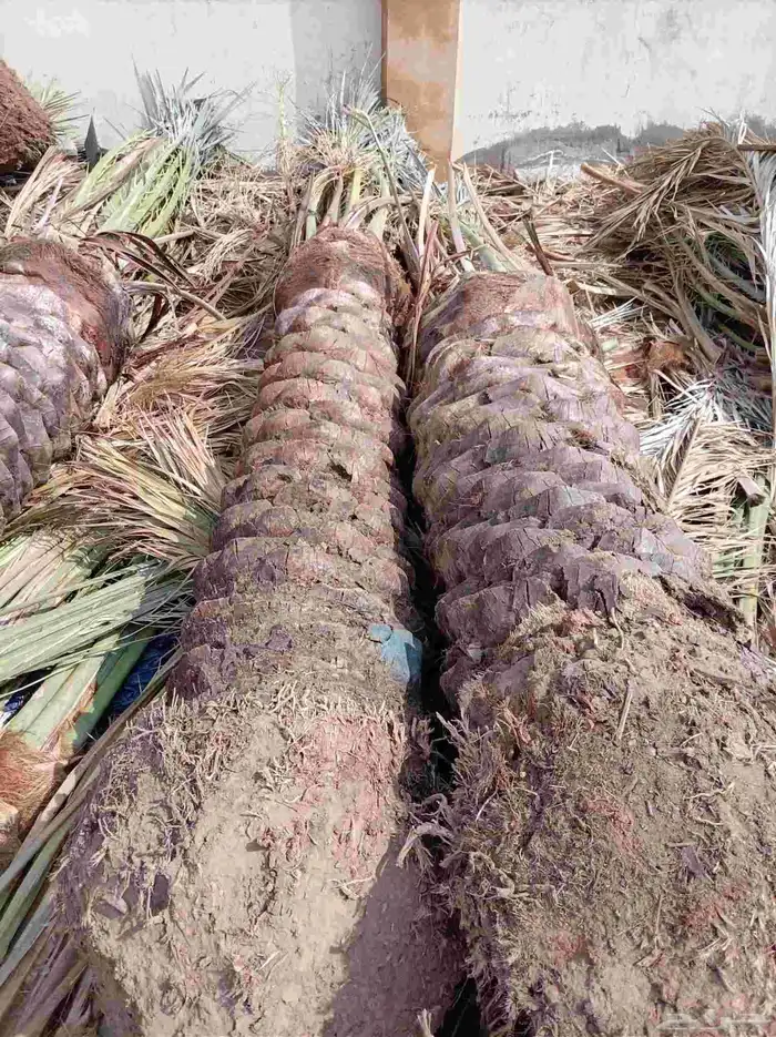 نخل للبيع جميع أنواعه 2