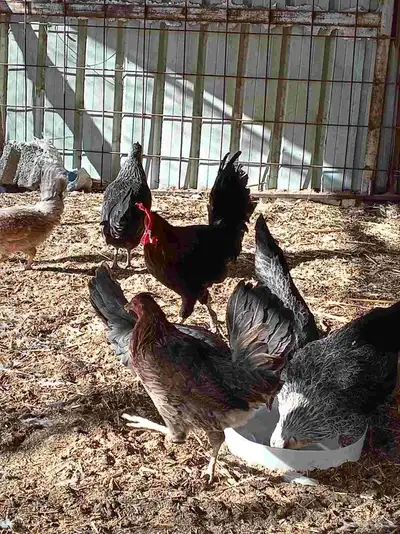 دجاج بلدي index