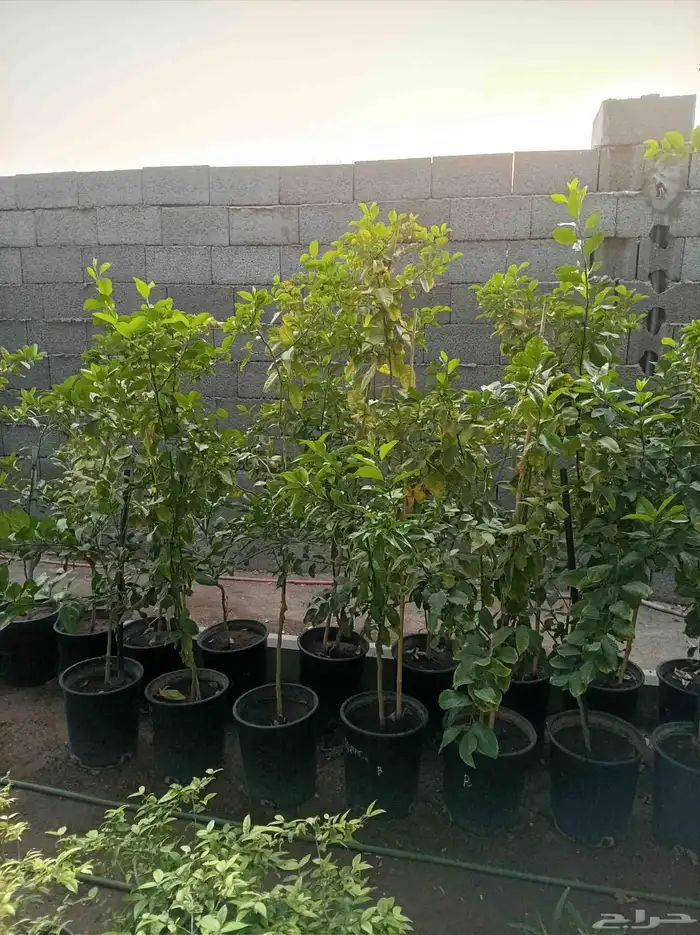 نخل للبيع جميع أنواعه 11