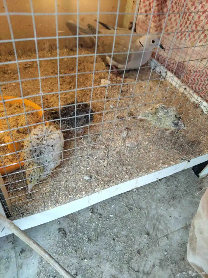 للبيع سمان فراريج دجاج بلدي وصوص سمان وحمام البيع مستعجل 0