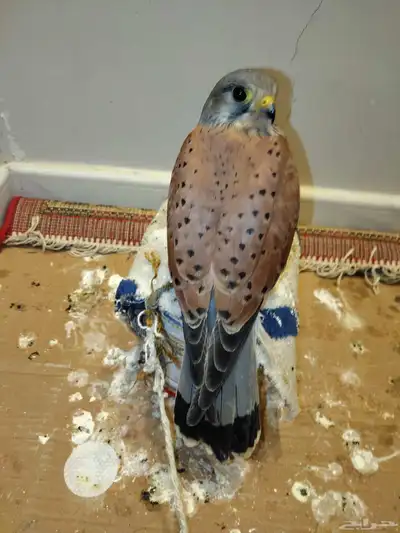 للبيع سمان فراريج دجاج بلدي وصوص سمان وحمام وشبوط index