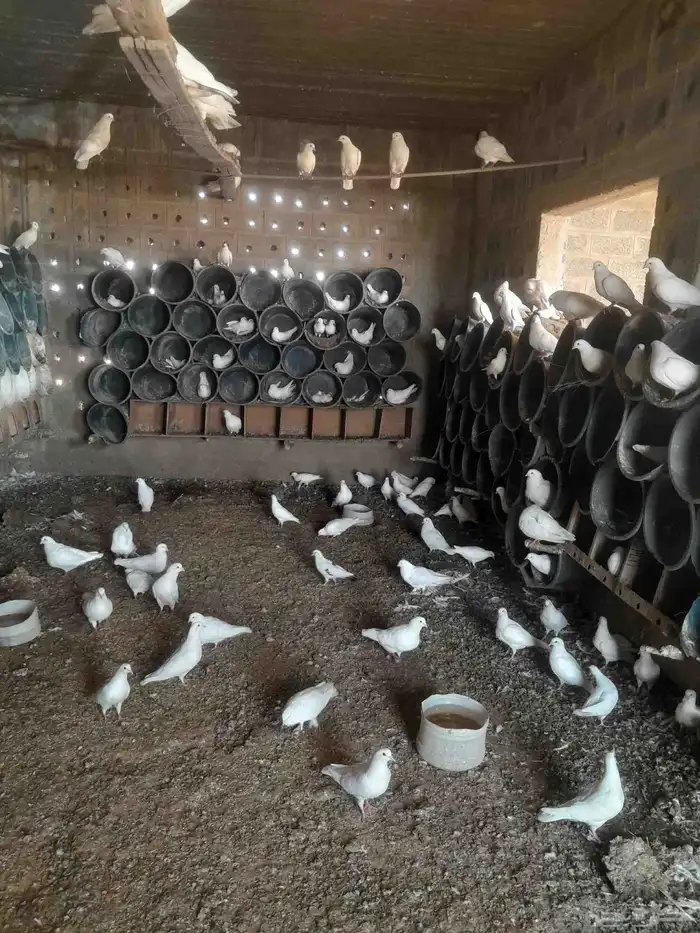 حمام فرنسي 6