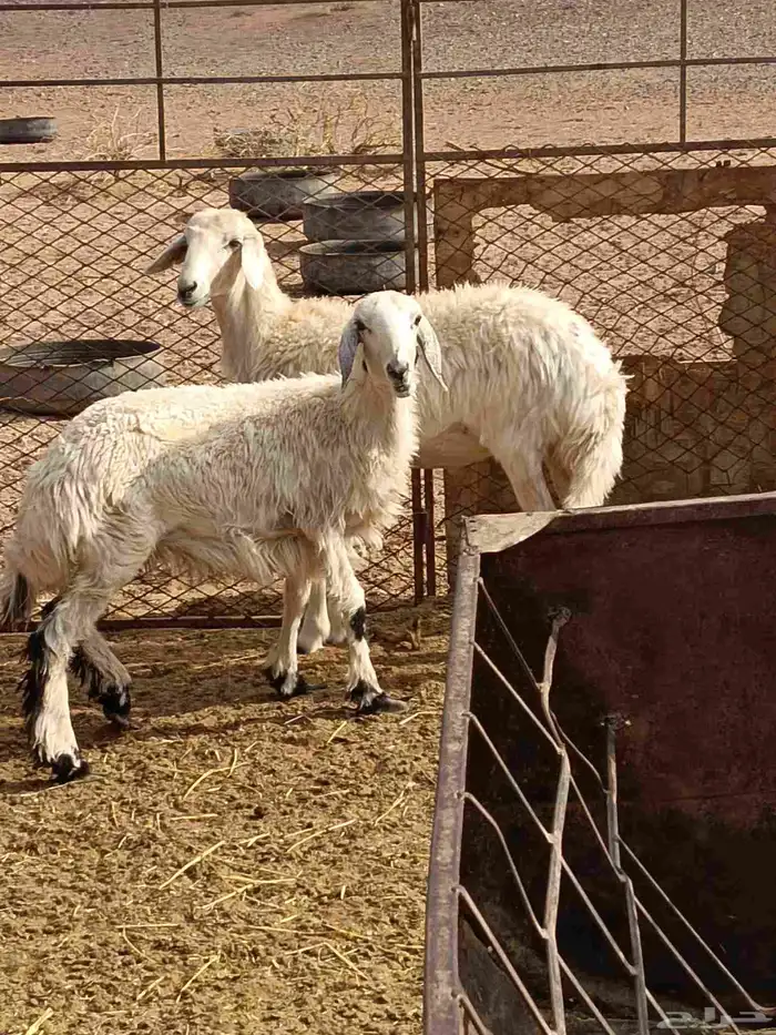 رخال حريات طيبة ونظيفه وبريه 1