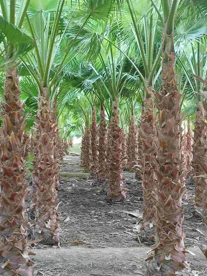 نخيل واشنطن زينه أمريكي 0