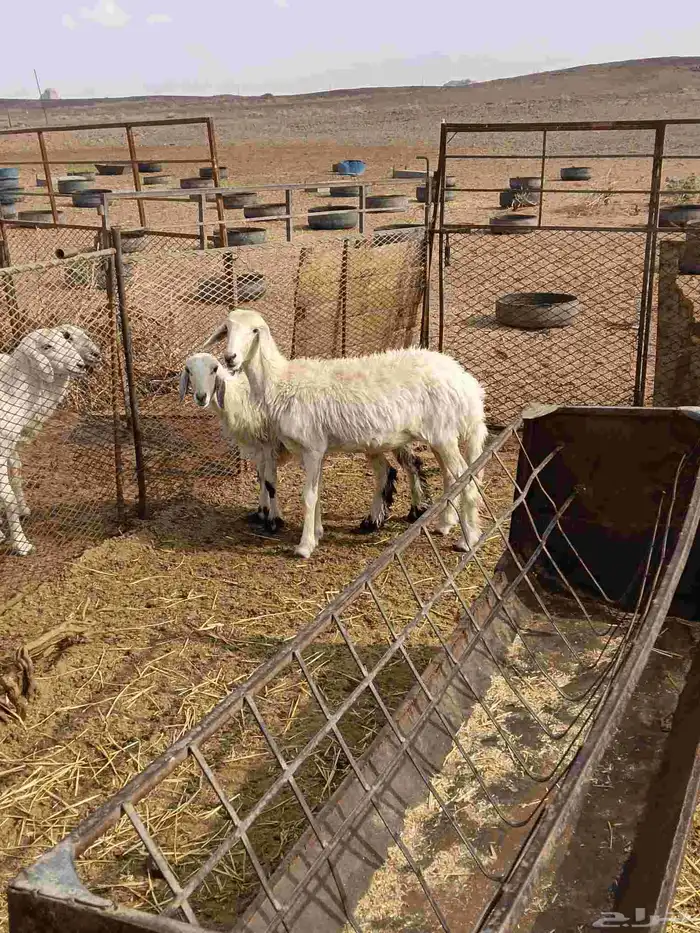 رخال حريات طيبة ونظيفه وبريه 5