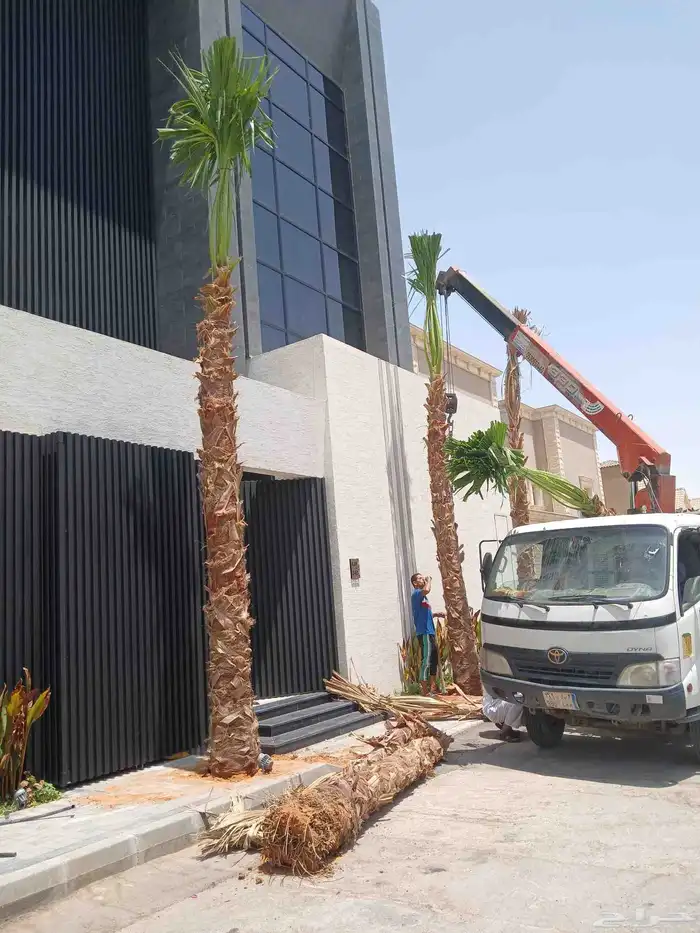 نخيل واشنطن زينه أمريكي 3