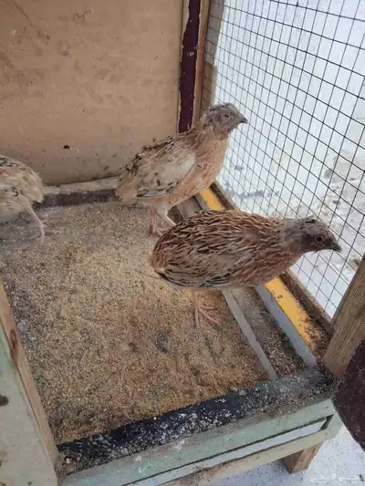 للبيع سمان فراريج دجاج بلدي وصوص سمان وحمام وشبوط index