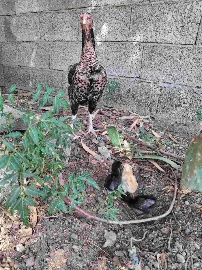 دجاجه شامو ألماني 0