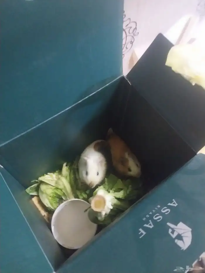 همسترات زوج حجمها كبير 0