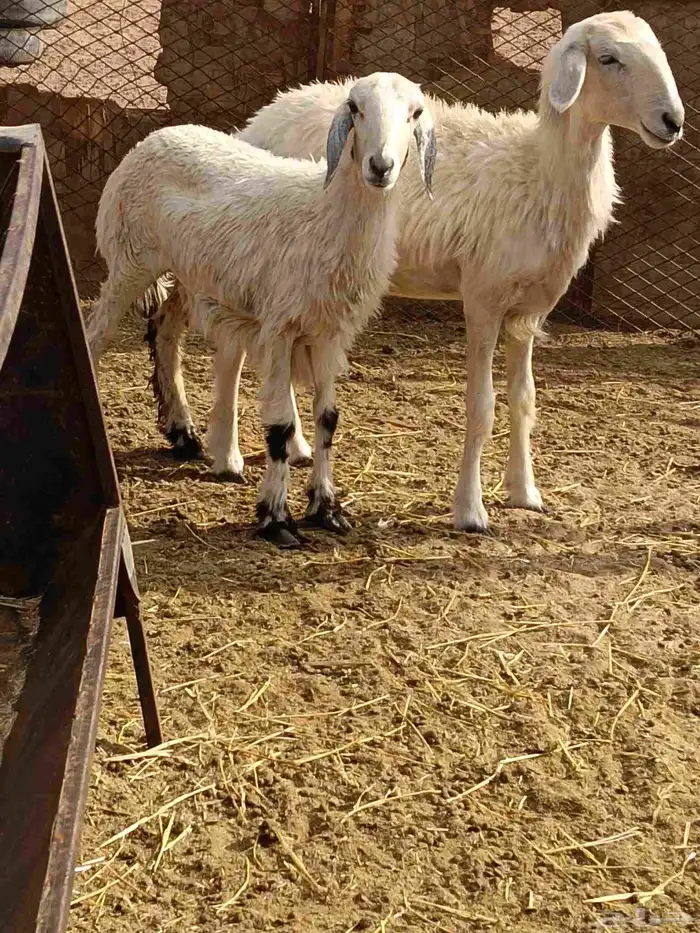 رخال حريات طيبة ونظيفه وبريه 7