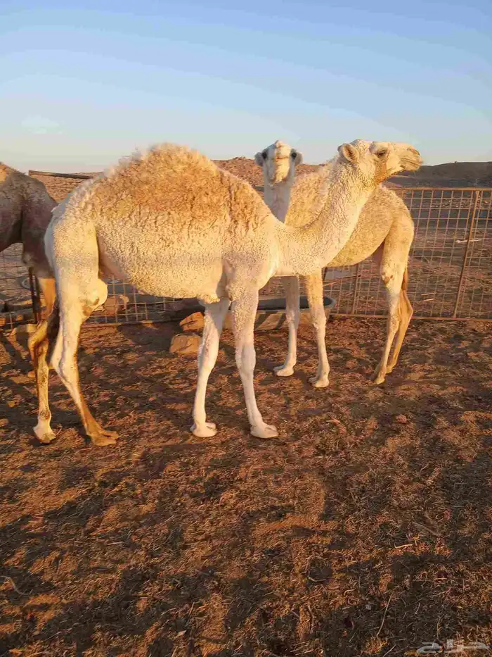 قعود للبيع 0