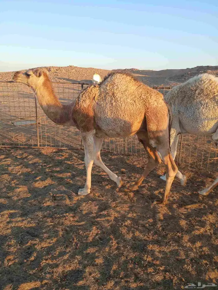 قعود للبيع 1