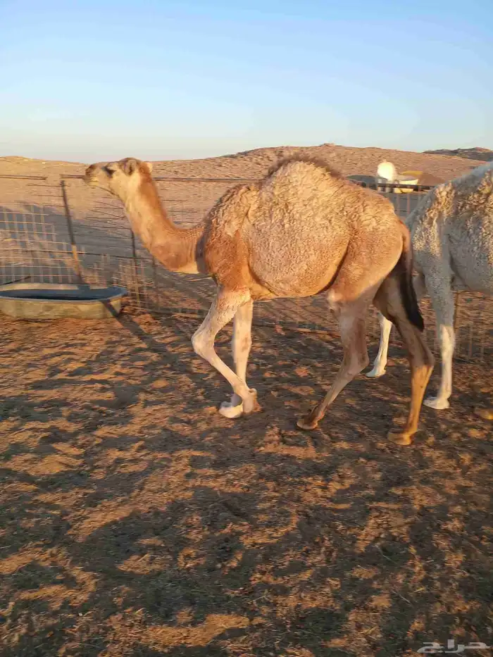 قعود للبيع 0