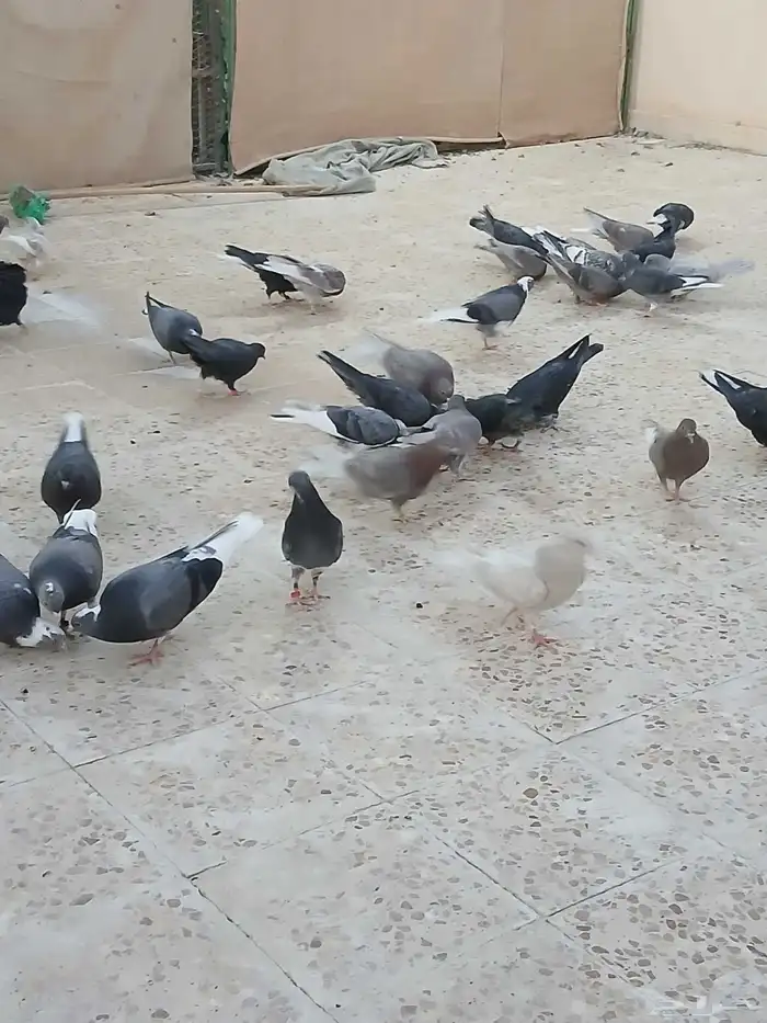 طبات قطايف للبيع 6