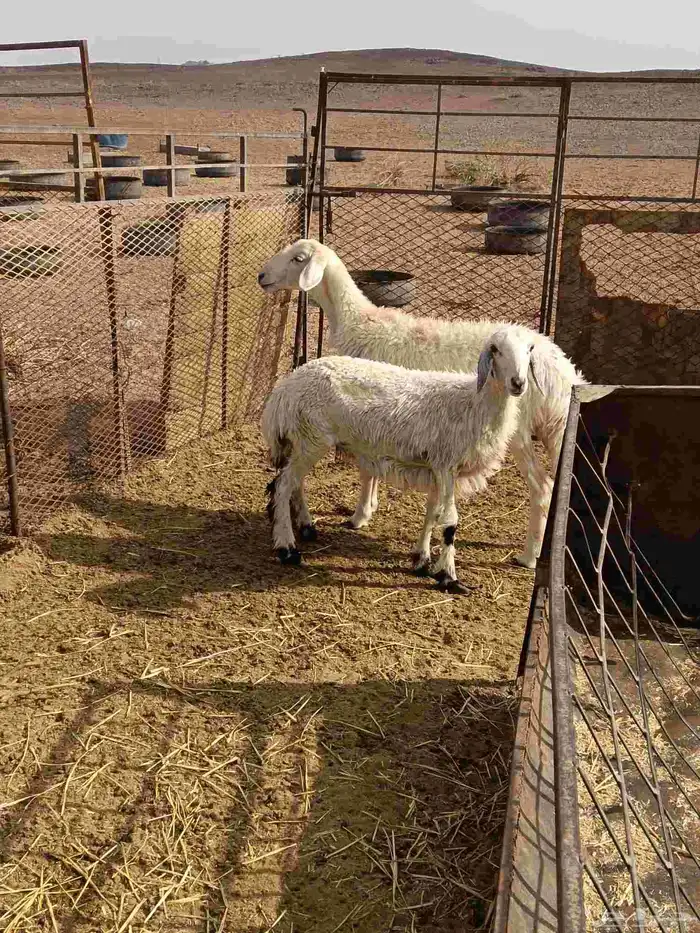 رخال حريات طيبة ونظيفه وبريه 6