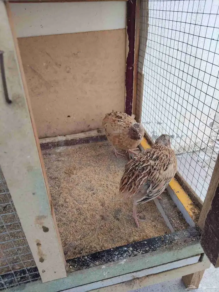 للبيع سمان فراريج دجاج بلدي وصوص سمان وحمام البيع مستعجل 4