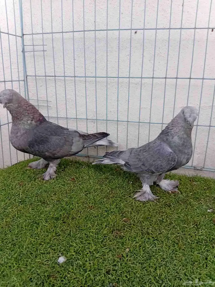 زوج تركي وردي 9