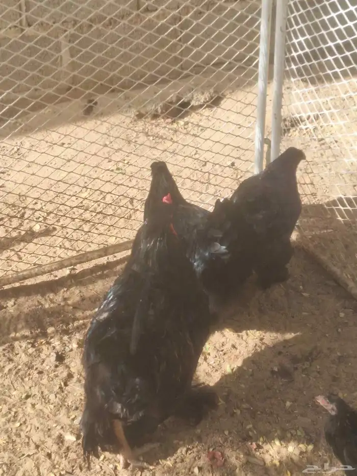 دجاج براهما للبيع 2