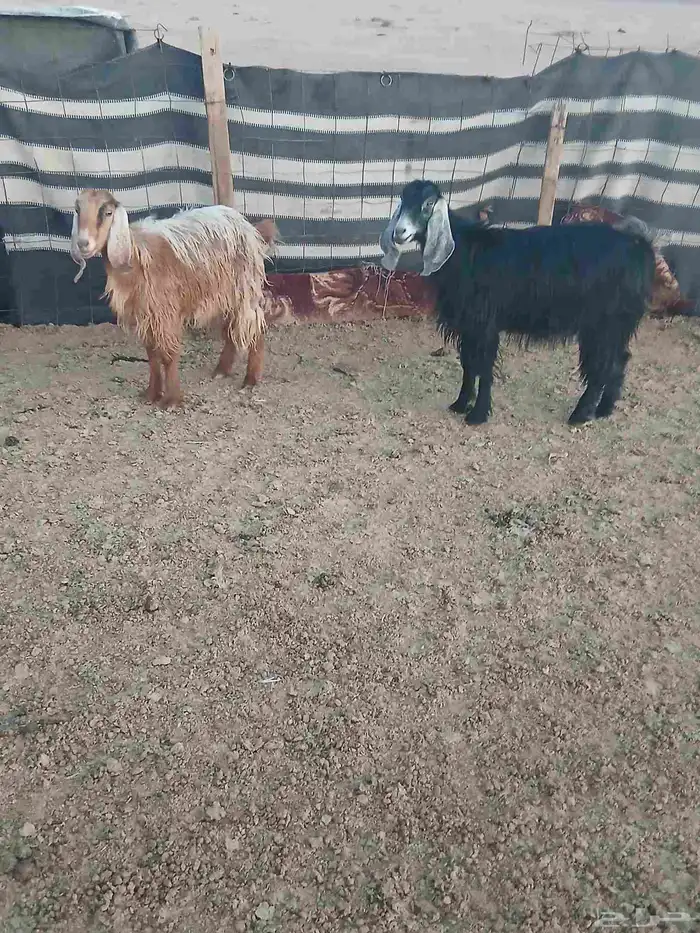 معزا عوارض 1