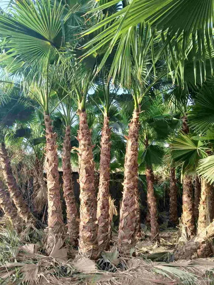 نخيل واشنطن زينه أمريكي 6