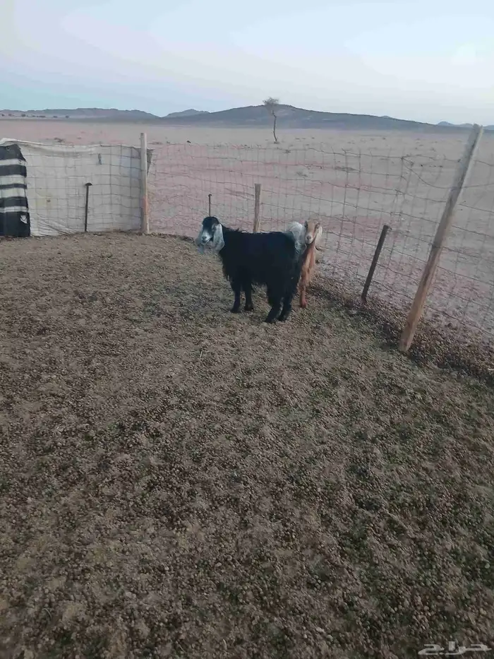 معزا عوارض 0