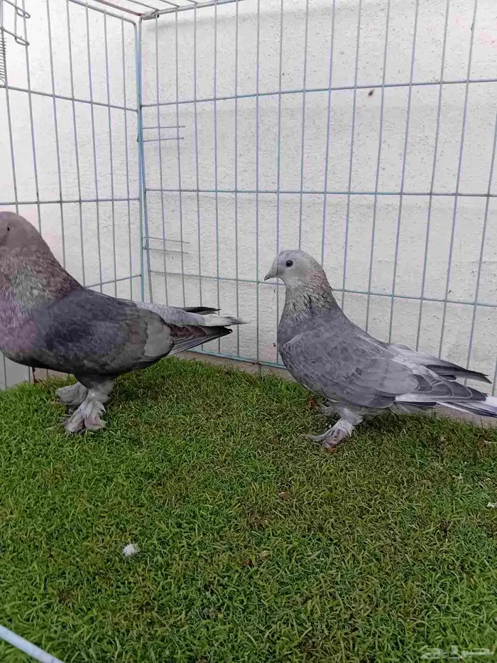 زوج تركي وردي 3