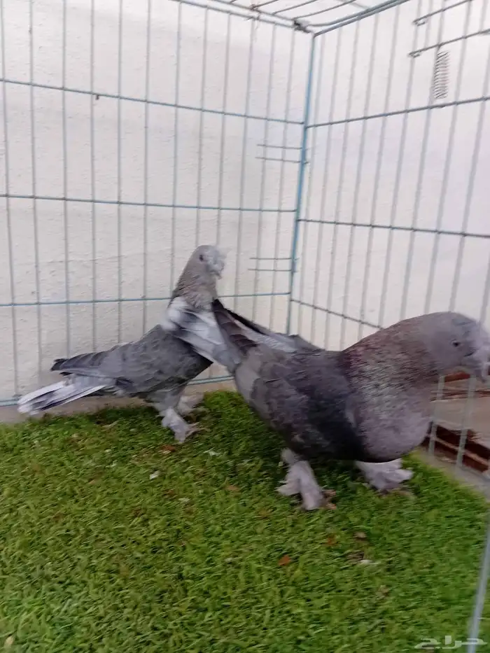 زوج تركي وردي 1