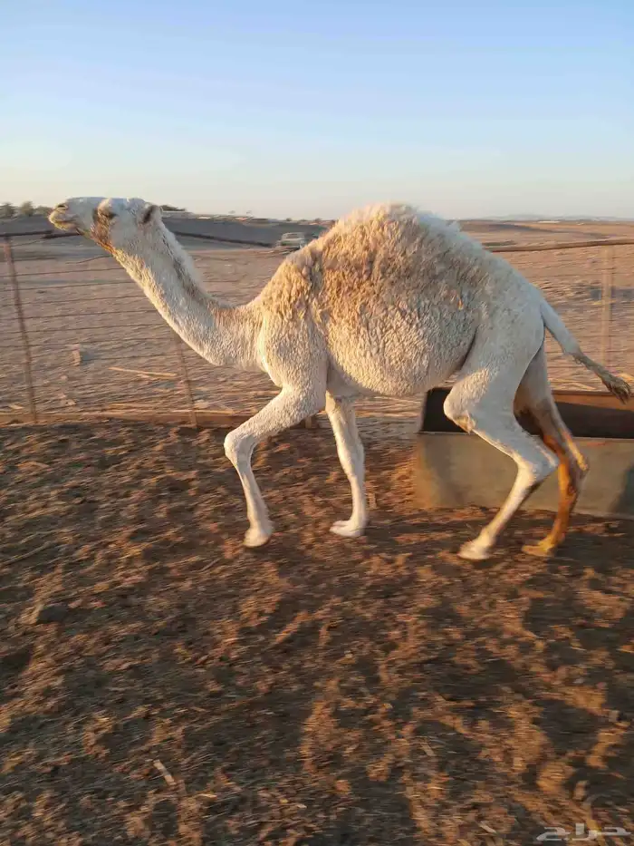 قعود للبيع 2