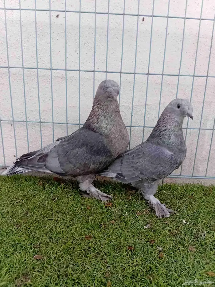 زوج تركي وردي 7