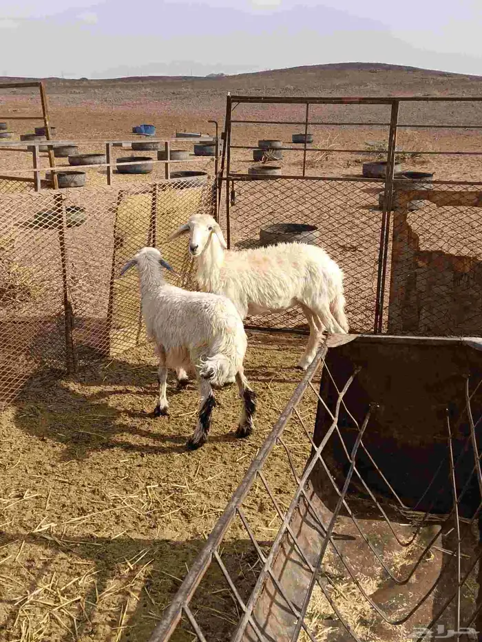 رخال حريات طيبة ونظيفه وبريه 4