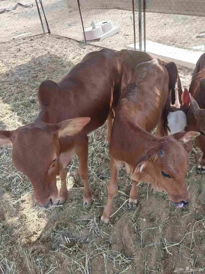 حسلان للبيع العدد 9 شرط ونظاف 0